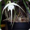Brassavola cucullata Fireworks